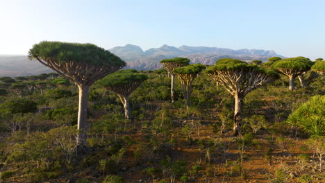 árboles de sangre de dragón que crecen en el bosque de firhmin, isla de socotra, yemen