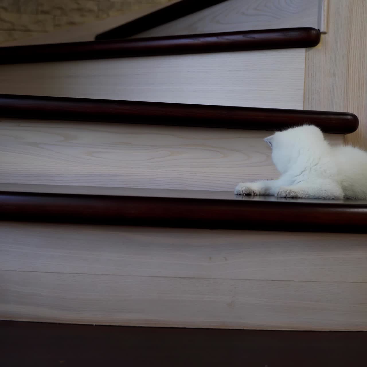 Playing little cute kitten