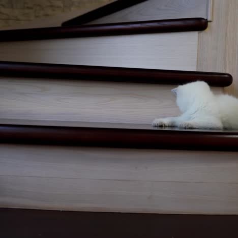 playing little cute kitten