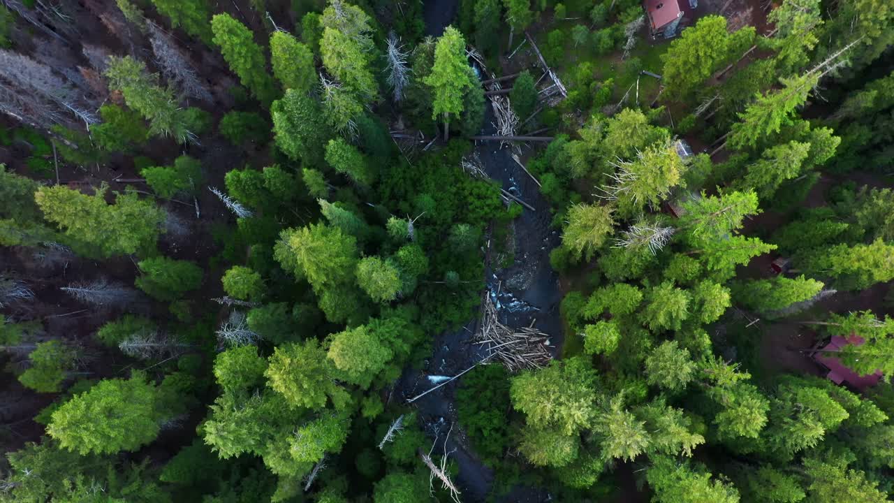 Scenic aerial crane down shot of the tree tops of the dense Evergreen Forest revealing a flowing river in the wilderness in the Pacific Northwest, Washington State.