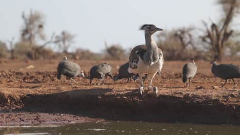 a kori bustard bends down for a drink at a waterhole while a flock of helmeted guinea fowls is feeding in the background, mashatu game reserve