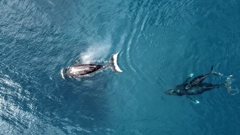 aerial view of humpback whale blowing water - humpback whale calf and mother