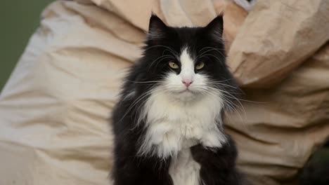 Long-haired-black-and-white-cat