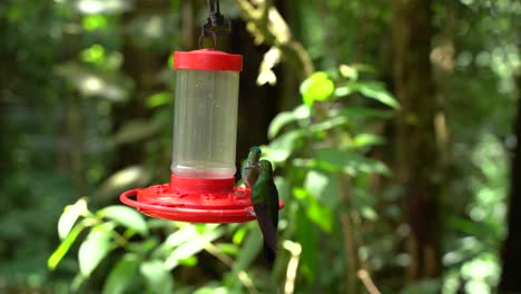 hummingbird captured eating his food