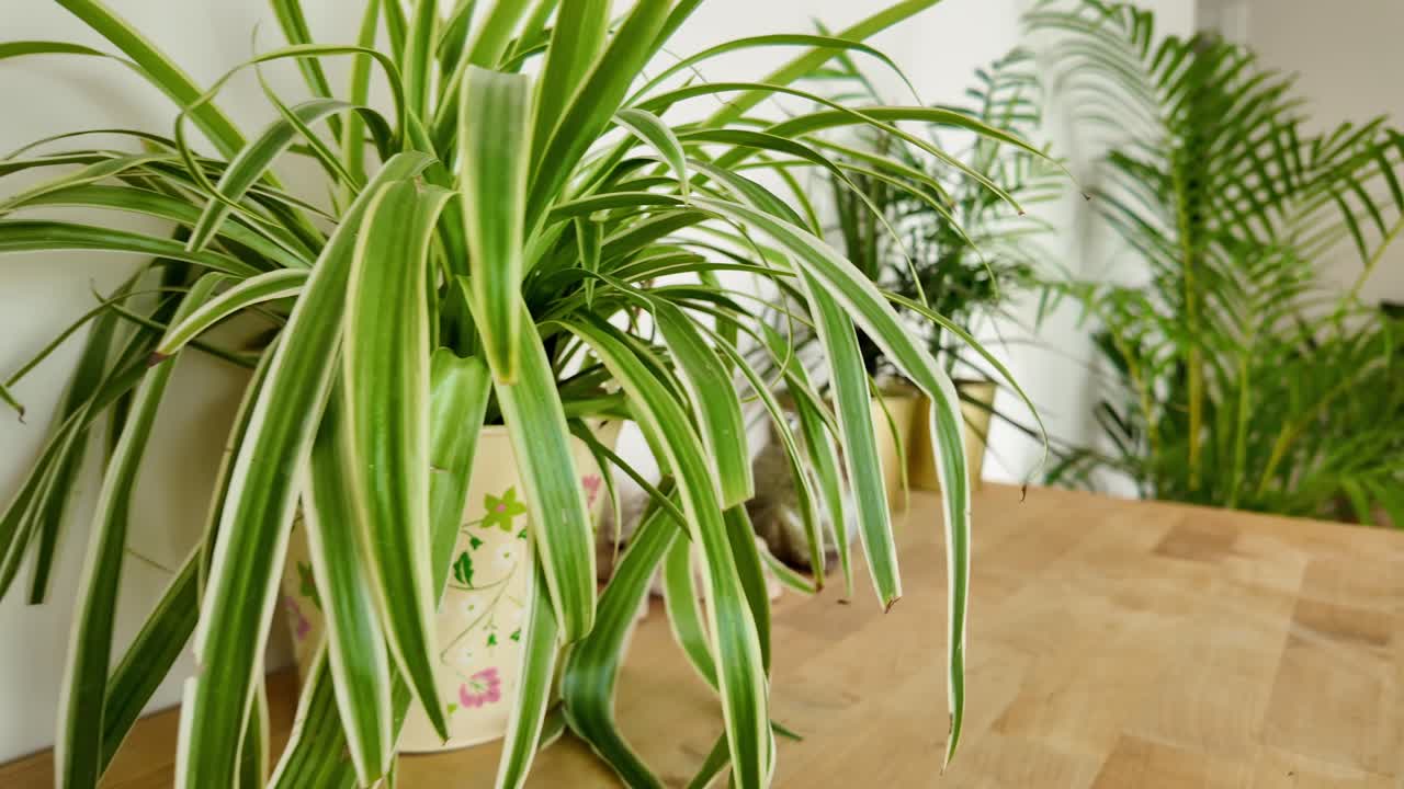 Indoor Spider Plant and Green Foliage Display