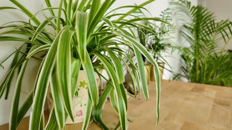 indoor spider plant and green foliage display