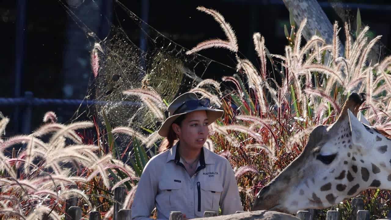 A zookeeper and giraffe engage near tall ornamental grasses, showcasing a serene moment of interaction.