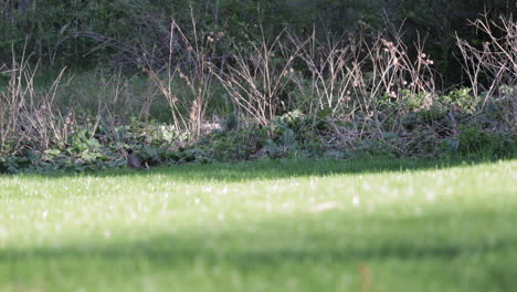 Amerikanischer-Rotkehlchenvogel,-Der-Durch-Die-Grüne-Graswiese-Im-Park-Läuft