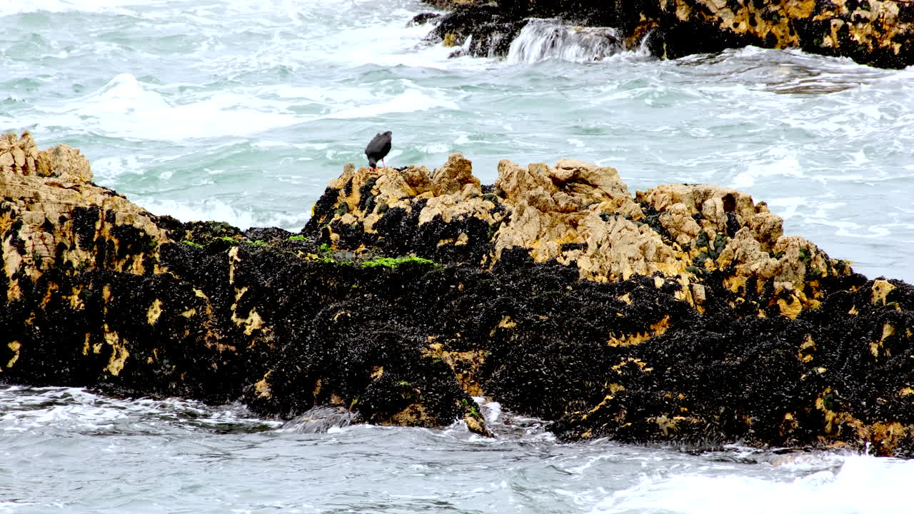 African oystercatcher foraging for bivalves and worms on coastal rocks, Hermanus