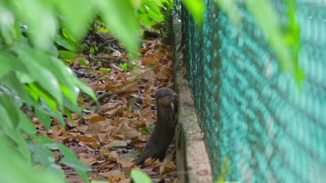 smooth coated otter pups clining thru fencing