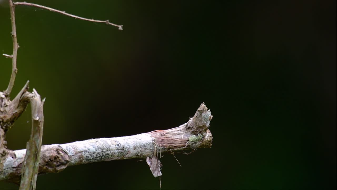 파란귀 물총새는 태국에서 발견되는 작은 물총새로 작고 귀엽고 푹신한 새의 푸른 깃털 공처럼 사랑스러운 파란 귀 때문에 새 사진가들이 찾고 있습니다.