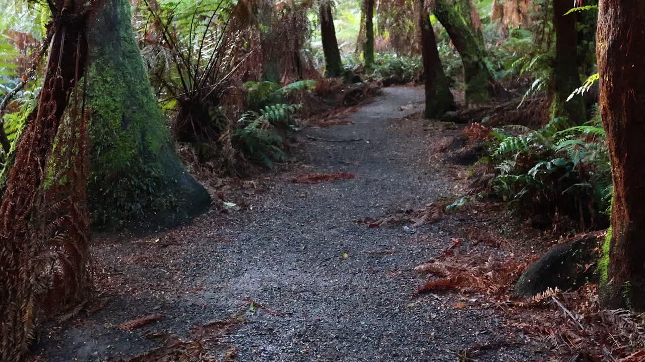 울창 한 열대 우림 을 가로질러 조용 한 산책