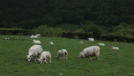 Ovejas-Y-Corderos-Adultos-En-Un-Exuberante-Campo-Verde