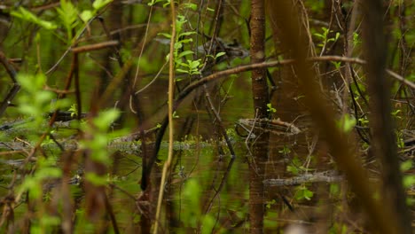 Canada-warbler-in-a-swamp