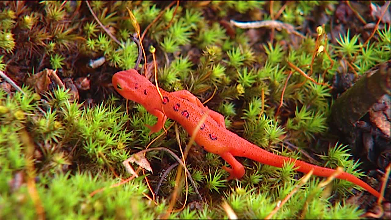 동부 뉴트 오렌지 도마뱀 또는 초목에 도롱뇽 닫습니다