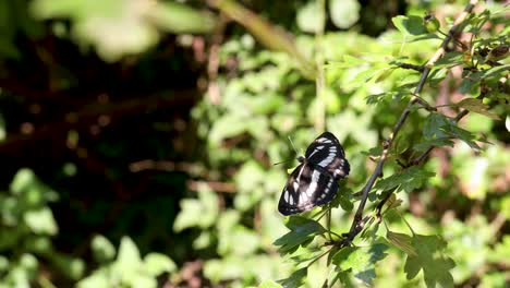 Cinematic-footage-of-a-butterfly-sitting-on-a-leaf-with-spread-wings-presenting-its-beautiful-black-and-white-pattern