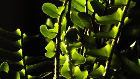 baby fern unfurl, back lite, follow growth