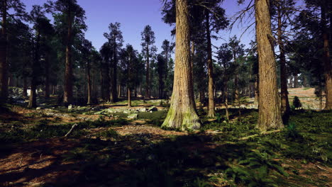 forest landscape with tall trees and lush greenery in bright sunlight