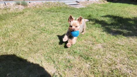 Small-dog-run-with-blue-ball,-on-grass