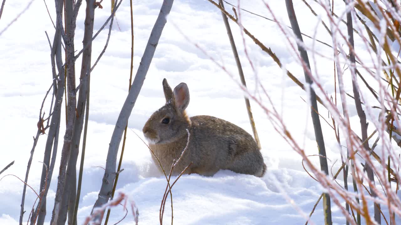 A cottontail rabbit holds perfectly still in the snow to avoid being seen