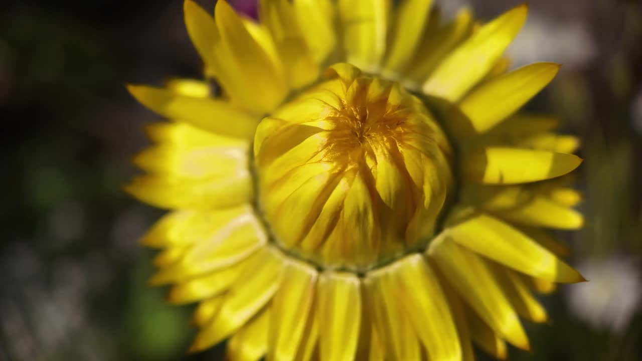 Macro fotografia di un farfaro giallo brillante con petali dorati, dettaglio ravvicinato e bagliore naturale