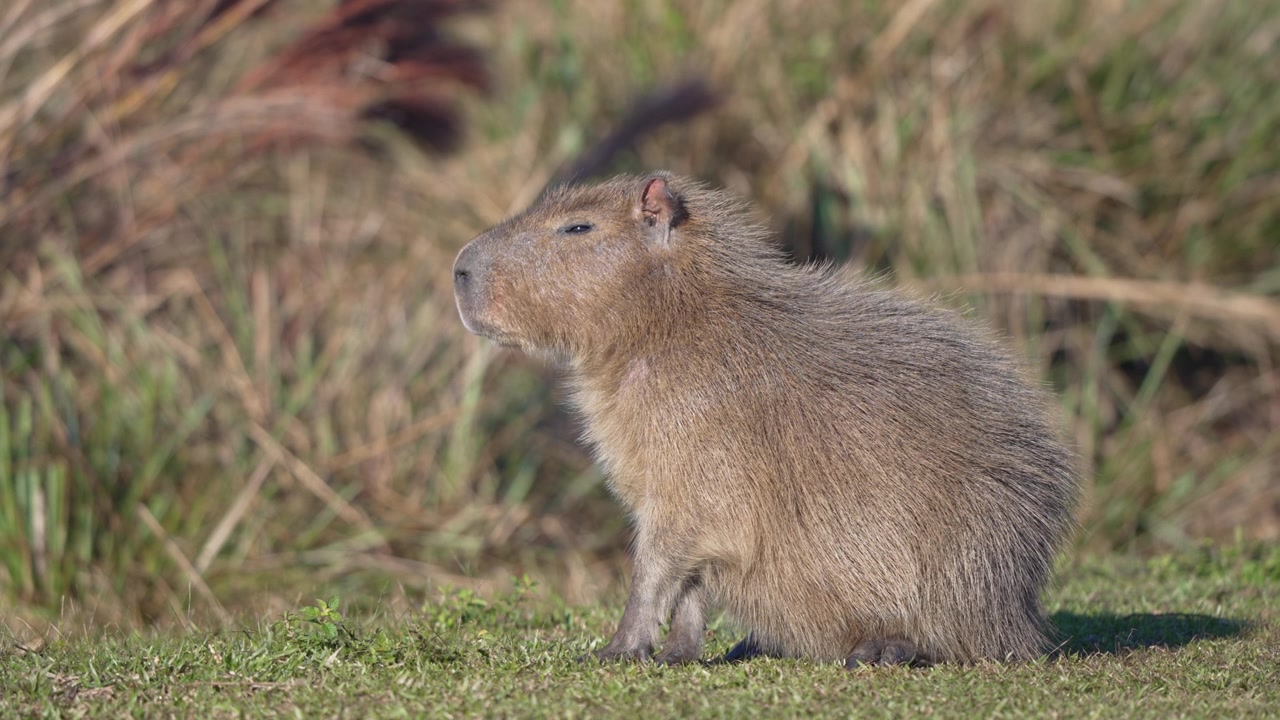 Single capybara (Hydrochoerus hydrochaeris) sits upright on short marsh vegetation, side profile against blurred reeds in soft daylight, useful for ecology or rodent biology topics.