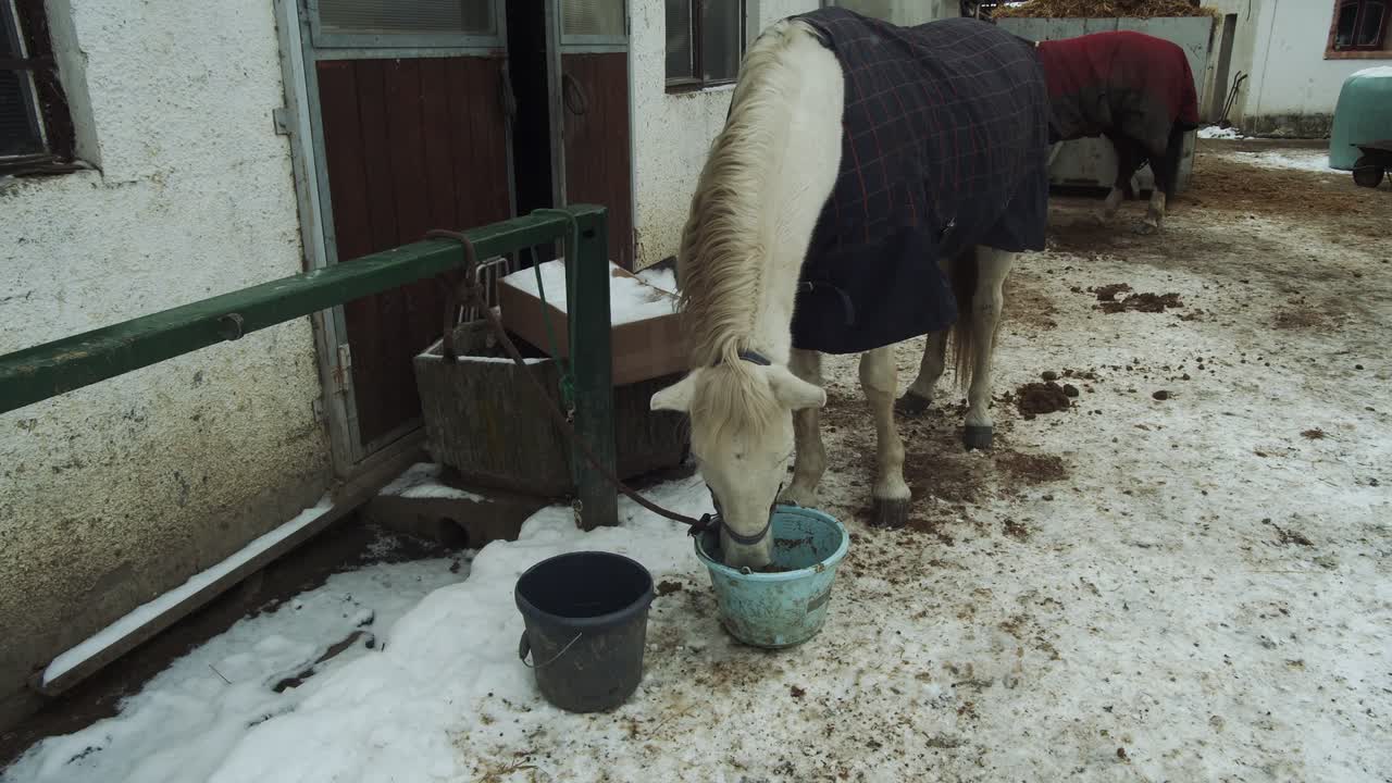 담요를 쓴 백마는 갈기를 흔들고 겨울 눈 속에서 양동이에서 먹는다