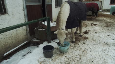 caballo blanco con una manta sacude la melena y come del balde en la nieve del invierno