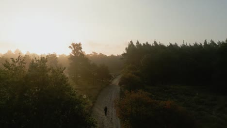 misty morning walk in the forest