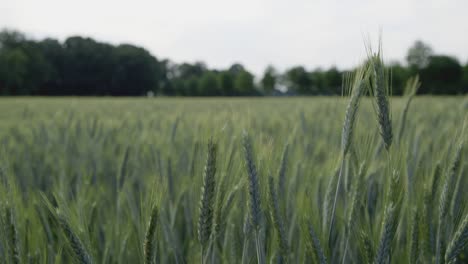 Close-up-shot-of-green-field-of-barley-on-a-sunny-day,-trees-in-the-background