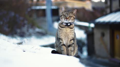 Adorable-and-pretty-cat-is-observing-its-surroundings-with-its-curious-green-eyes-and-grey-fluffy-fur,-close-up-with-background-blur-on-a-lazy-afternoon-in-the-snow-in-winter