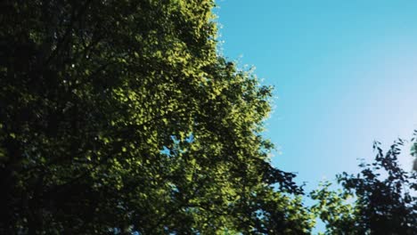 Looking-up-into-the-clear-blue-summers-sky