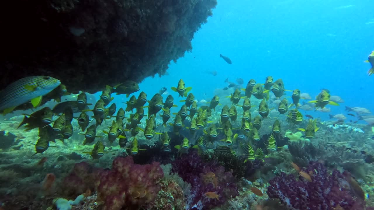 escuela de peces de labios dulces en la roca negra, raja ampat
