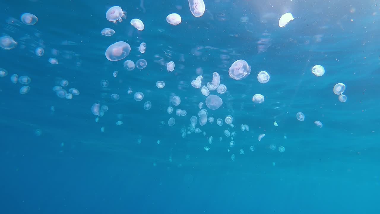 슬로우 모션으로 파도에 떠 있는 많은 해파리