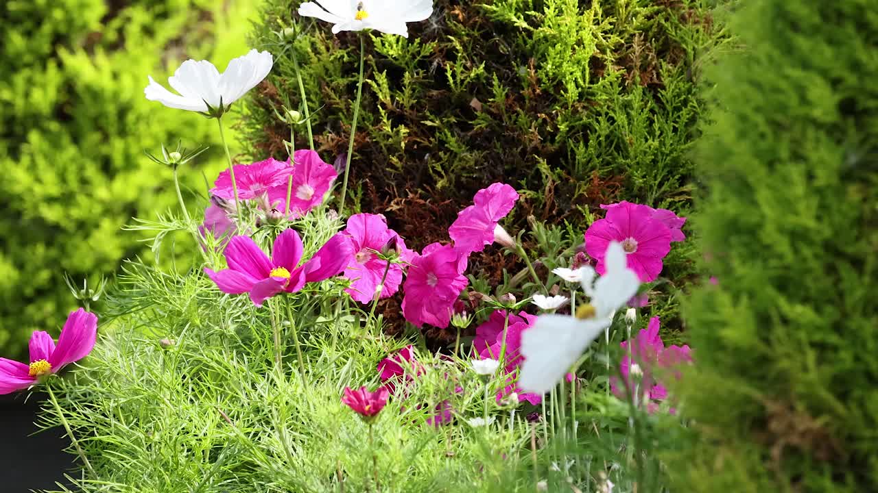 울창 한 정원 에 있는 다채로운 꽃 들