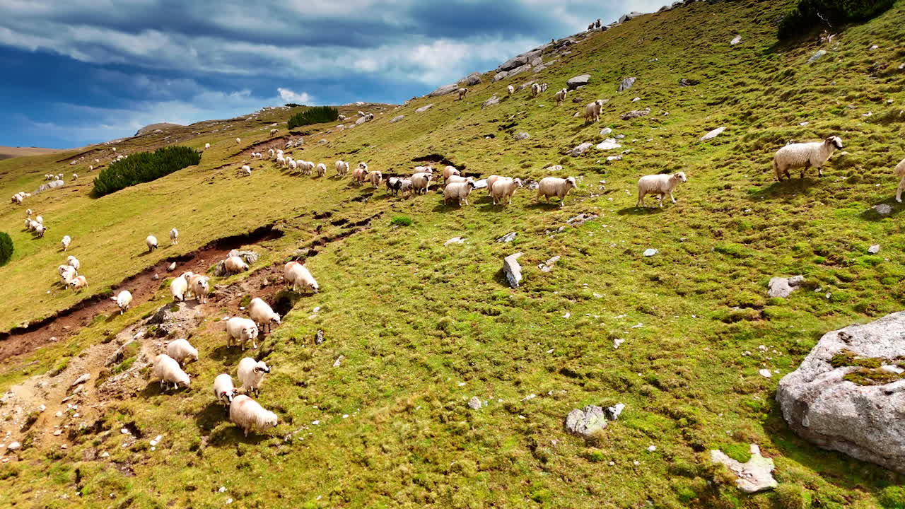 Sheep scattered on green mountain slope. Sheep scattered while grazing on a green mountain slope with rocks