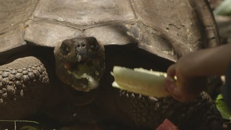 tortuga gigante de galápagos en la isla de pitcairn. mr.t