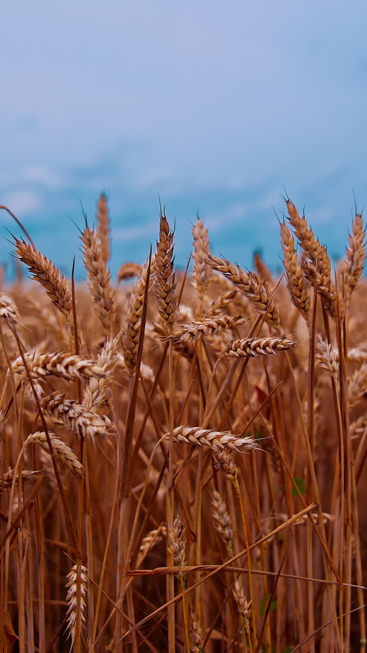 Harvest organic cultivation in field. Field of ripening wheat against blue sky. Vertical video