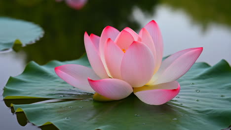 pink lotus flower on water