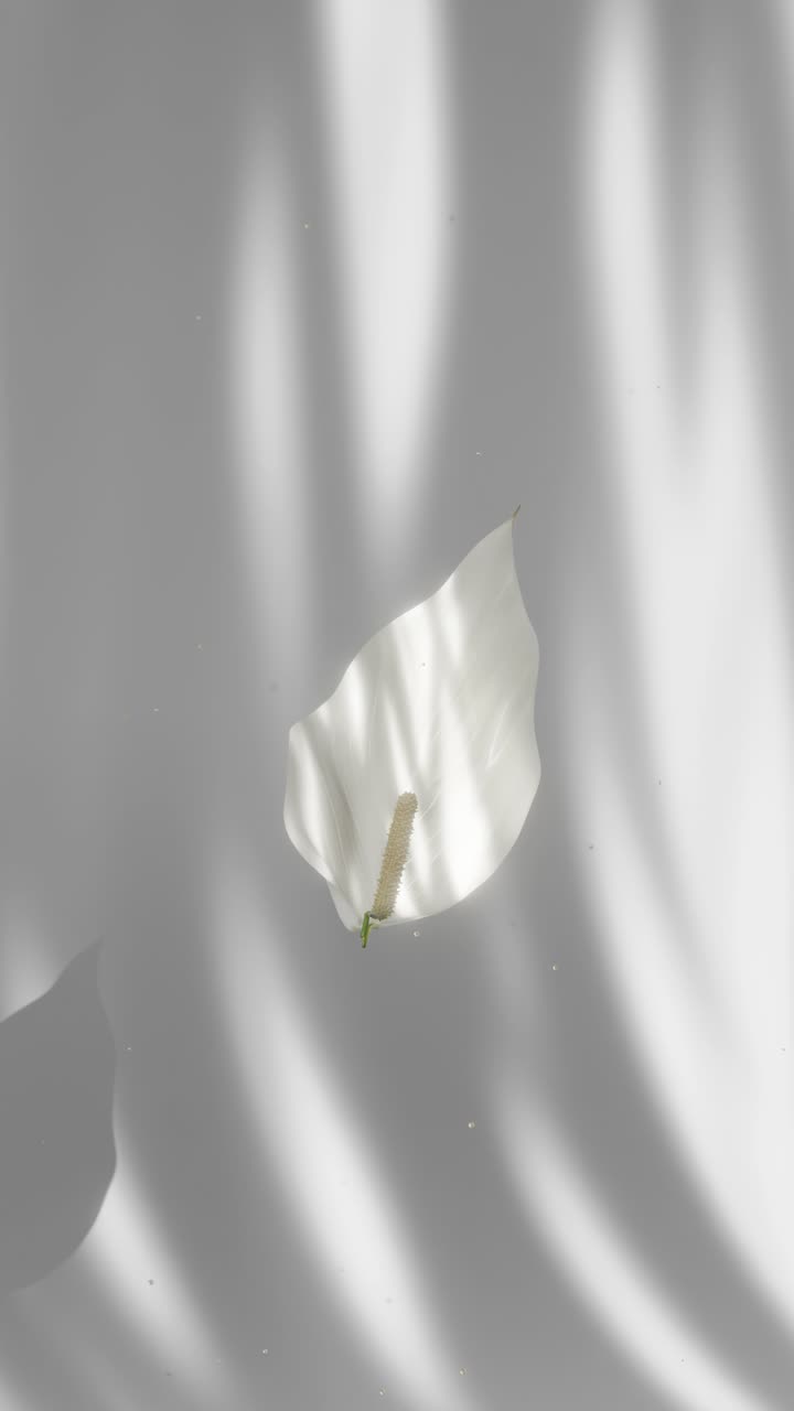 Elegant White Spathiphyllum Flower