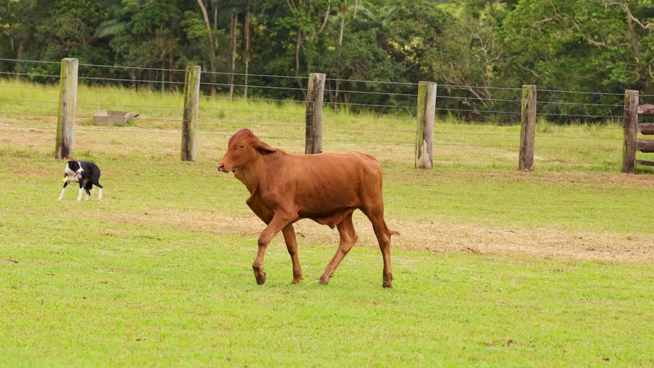 Cattle dog herds single cow across grassy paddock, overcast daylight, steady camera, rural setting