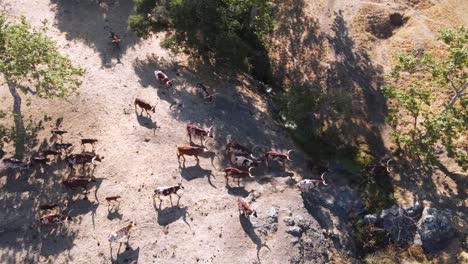 Una-Excelente-Toma-Aérea-De-Ganado-De-Cuernos-Largos-Caminando-Hacia-Un-Rancho