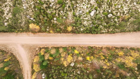 country road between birch and fir forest in sweden during autumn - aerial top down