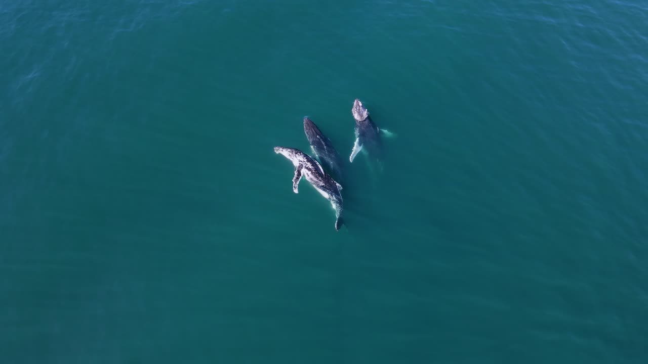 고래 한 무리가 푸른 바다 물을 기 전에 깊은 바다에서 아오른다.