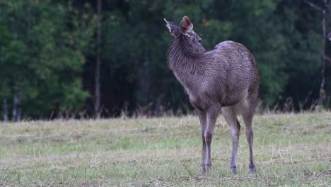 the sambar deer is a vulnerable species due to habitat loss and hunting