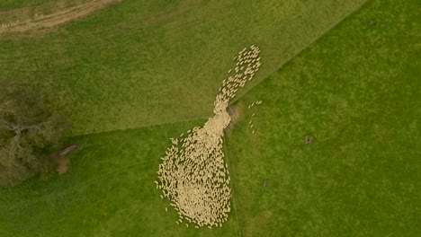 huge sheep herd leave ranch via narrow gate to pasture, bird's eye view