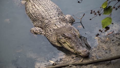 crocodylus porosus - cocodrilo de agua salada durmiendo con la cabeza en la orilla del río en la reserva de humedales sungei buloh, singapur