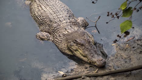 crocodylus porosus - saltwater crocodile sleeping with head on riverbank in sungei buloh wetland reserve, singapore