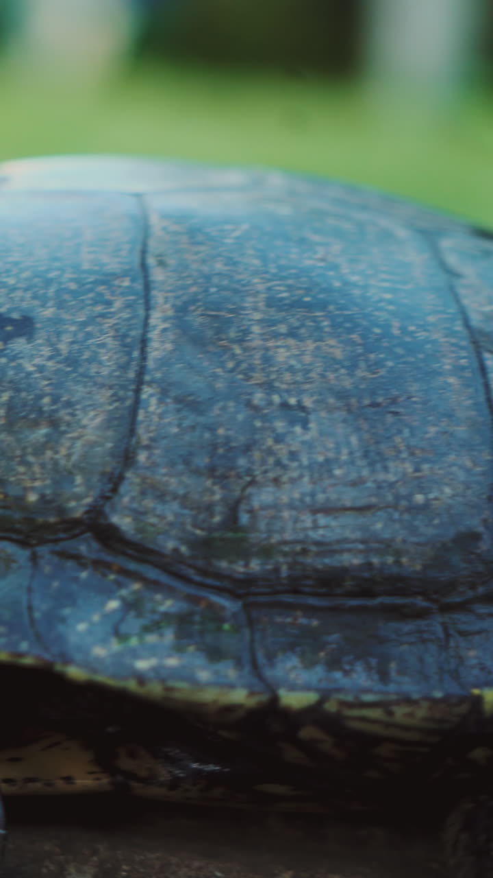 Turtle crossing the road Vertical video