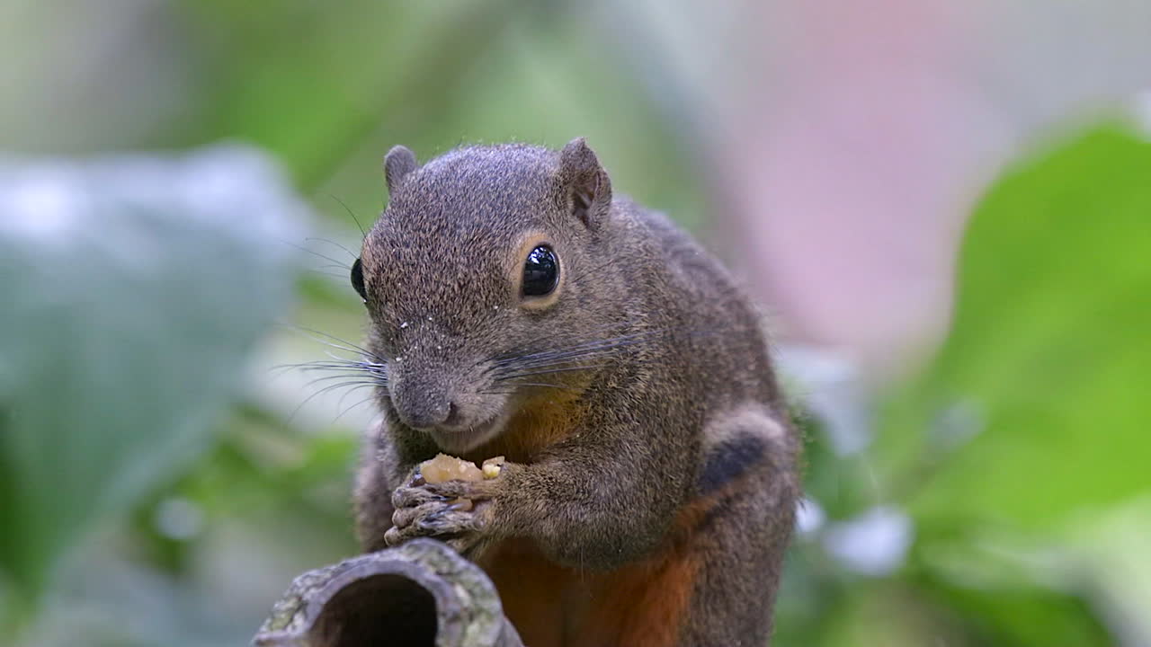 una adorable ardilla de plátano sosteniendo y comiendo un trozo de fruta - cierra a cámara lenta